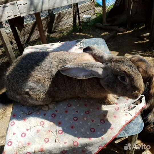 Кролики великаны