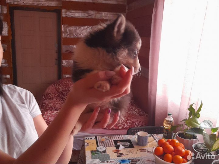 Щенки в добрые руки
