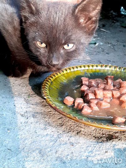 Очаровательные малышки ищут дом