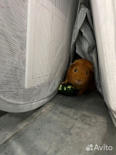 Морские свинки