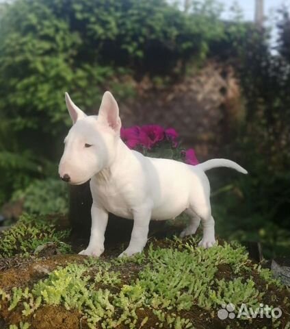 Мини бультерьер щенок в москве. Мини бультерьер щенки москва. Миниатюрный бультерьер. Бультерьер щенок. Мини бультерьер щенок в москве.