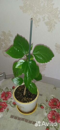 Гибискус (китайская роза)