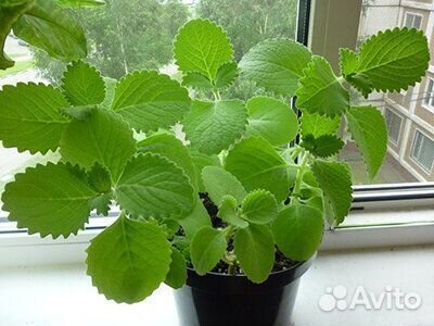 Комнатная мята