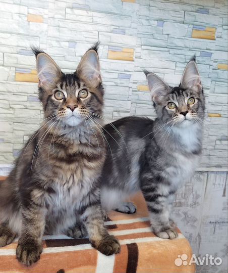 Котята из питомника