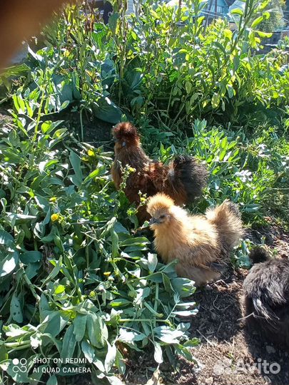 Инкубационное яйцо