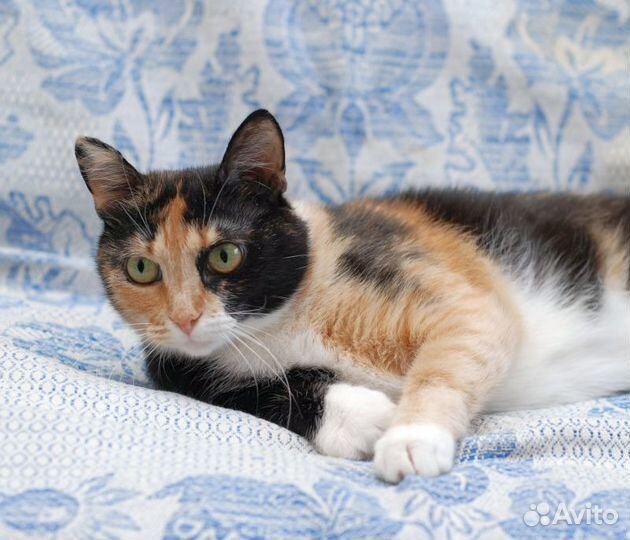 Любопытным от природы