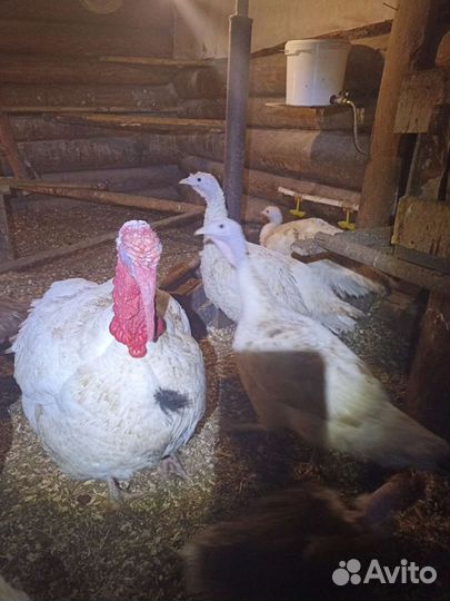 Индюшата, петушки пушкинские, индоутята