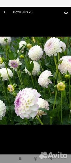 Георгина срезка