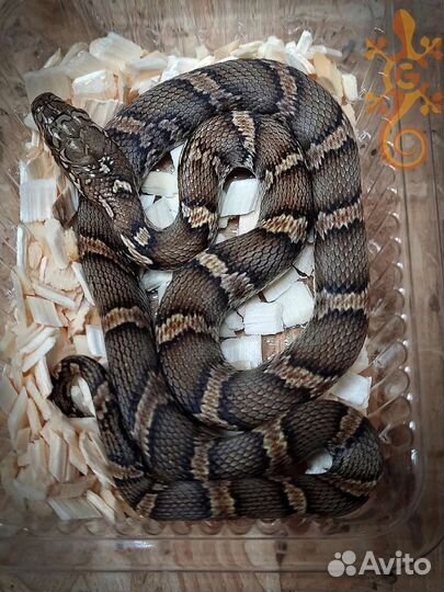 Змея Амурский полоз (подходит новичкам)