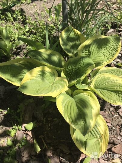 Ромашка крупная. Многолетники