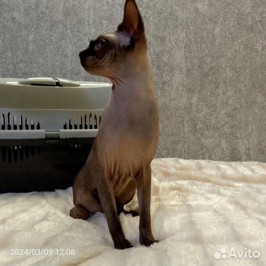 Канадский сфинкс