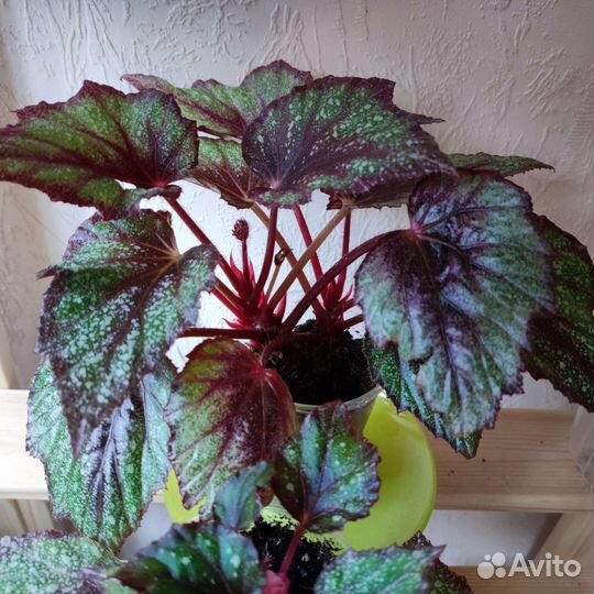 Бегония декоративно лиственная и вечно цветущая