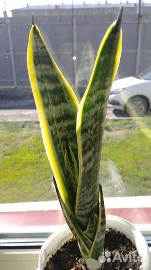 Сансевиерия