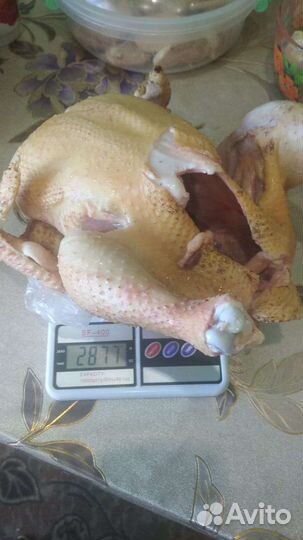 Мясо домашнего бройлера