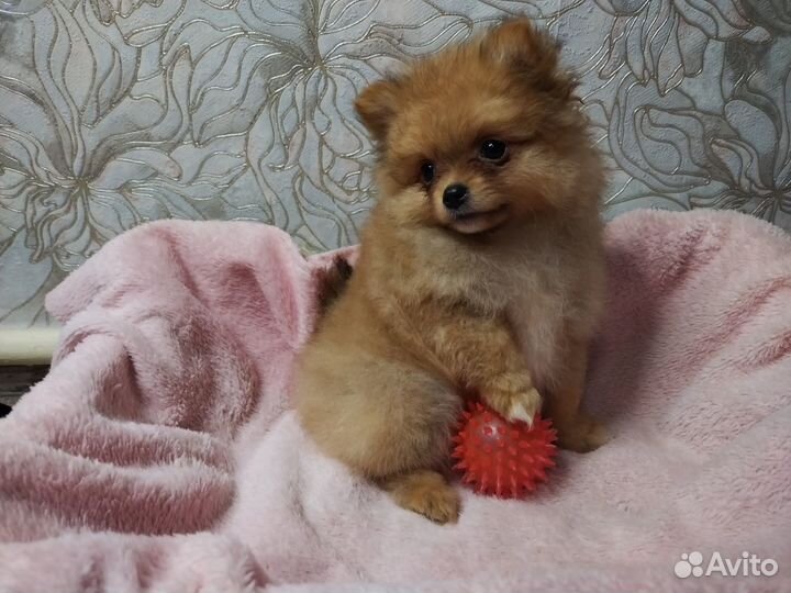 Щенки малый немецкий шпиц