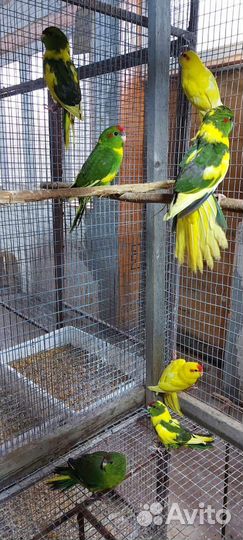 Продам какарика, корелл, ожерелового, неразлучника