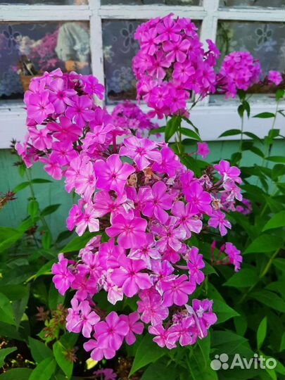 Пеларгония герань