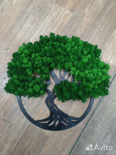 Мох стабилизированный оптом и в розницу