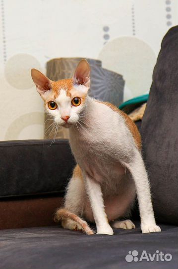 Донской сфинкс