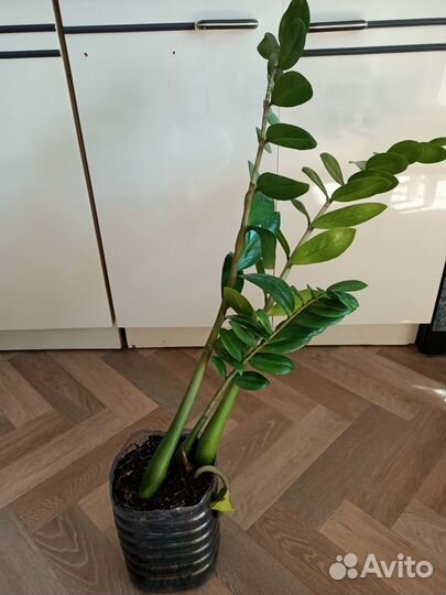 Долларовое дерево