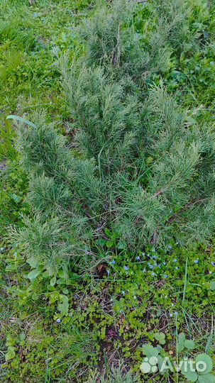 Можжевельник