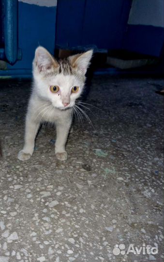 Котенок сирота плачет