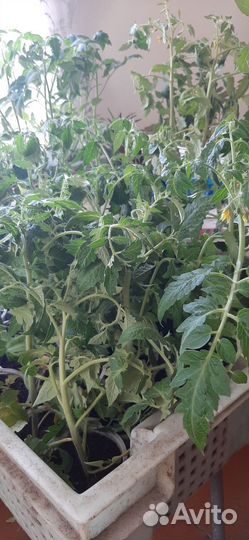 Рассада помидор