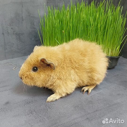 Морские свинки Тедди и Тедди Калифорния