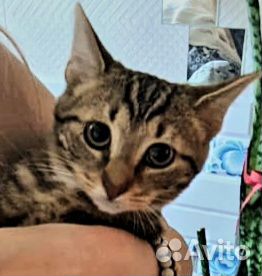 Котенок с редким мраморным окрасом, мальчик