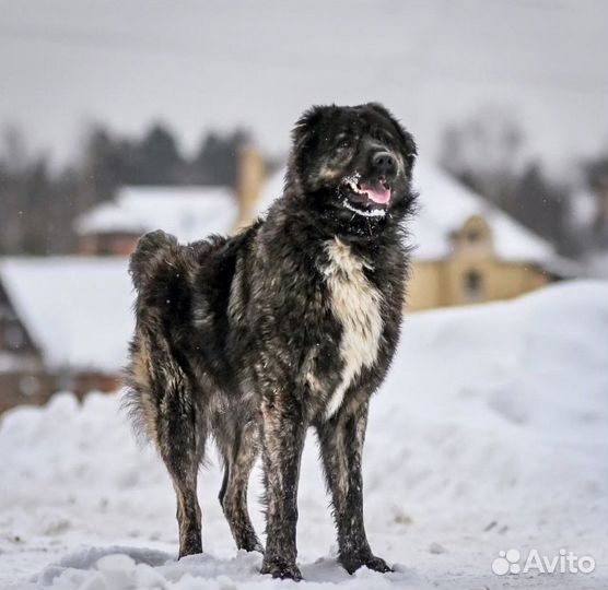 Подросток алабая в дар