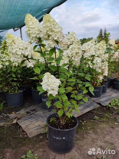 Гортензия Сандей Фрайз