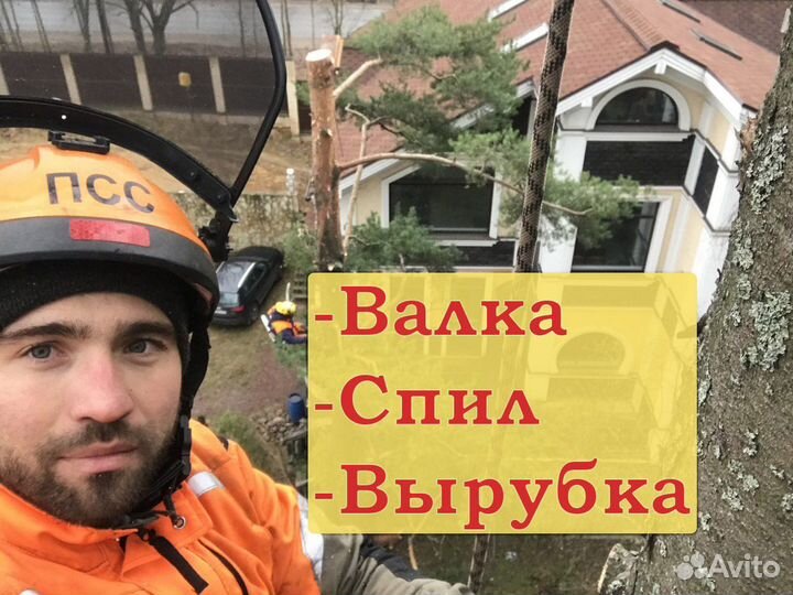 Спил деревьев. Дерево спилить. Срубить дерево