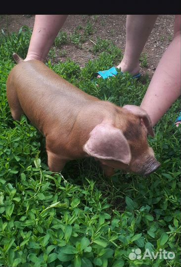 Чистопородные Поросята породы Дюрок