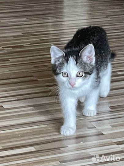 Котенок- девочка