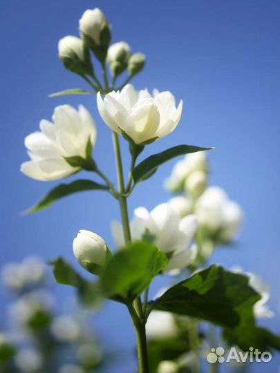 Жасмин чебушник махровый