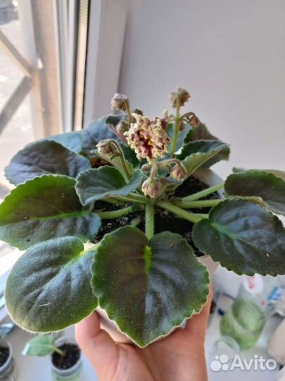 Живой подарок фиалка Ко Орловчанка