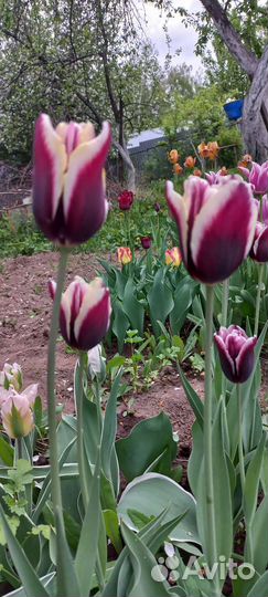 Тюльпаны