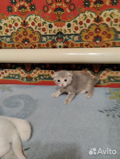 Котята