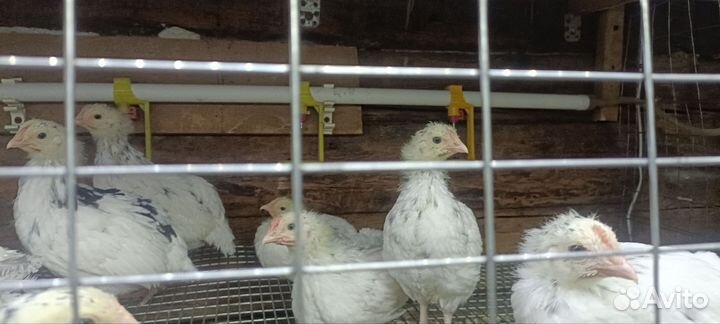 Цыплятки суточные и более взрослые породистые