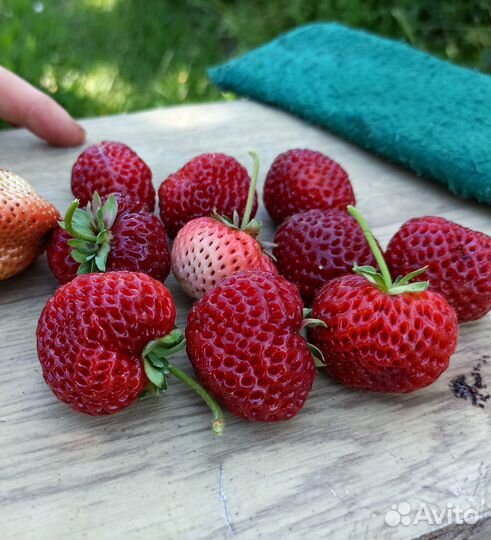 Рассада клубники Фрау Мице Шиндлер Купчиха и др