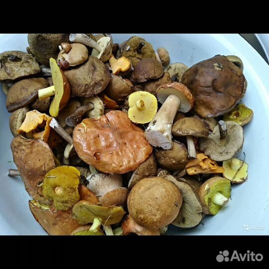Грибы