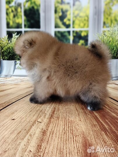 Померанский шпиц