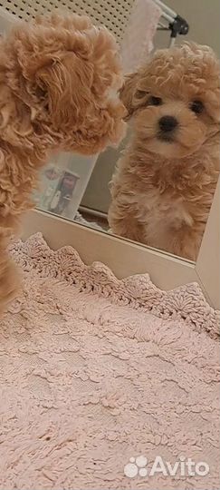 Мальтипу ф1