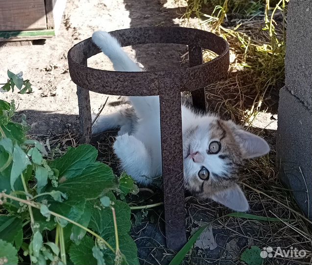 Изумительная котодевочка