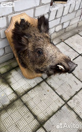 Чучело кабана