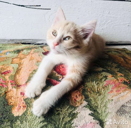 Котик идёт семью