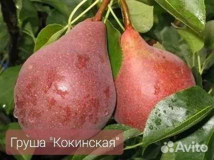 Груша 