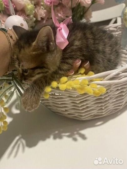 Бенгальские котята