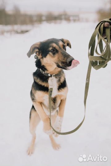 Собака в дар