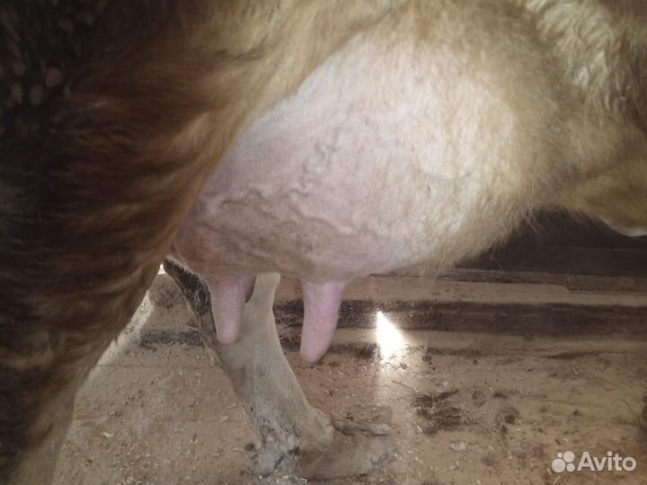 Корова на молоко